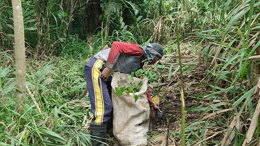 100K Trees Planted!-Asia