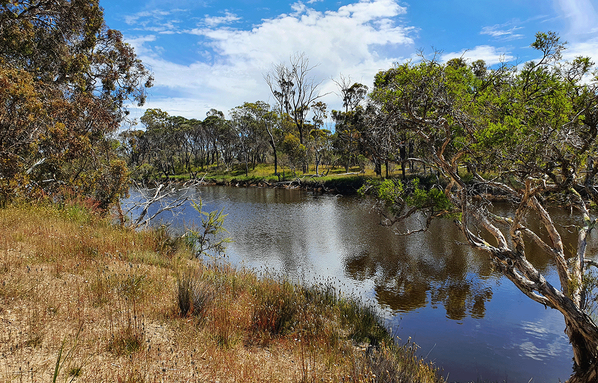 100K Trees Planted!-Australia