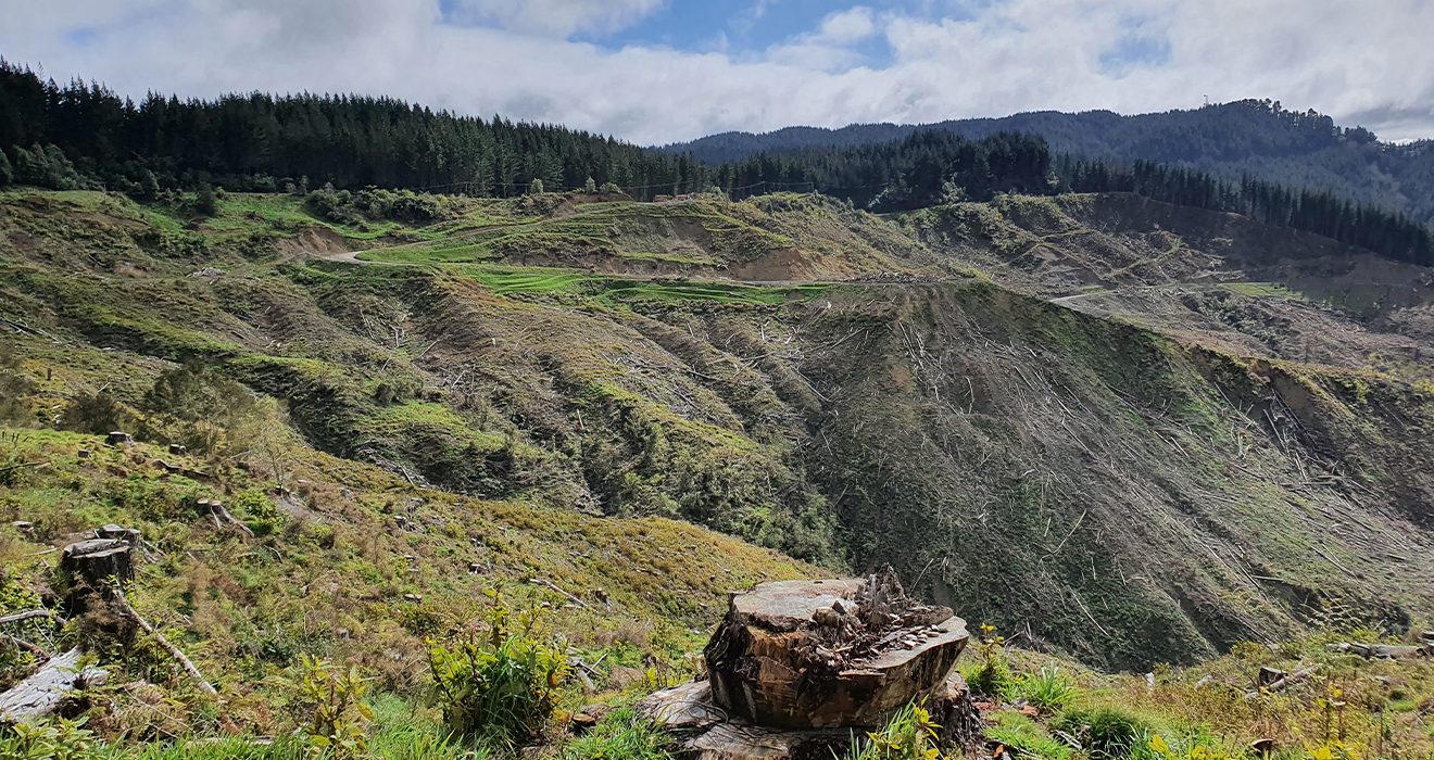 New Zealand Tree Program Update 2021